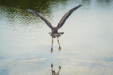 A great blue heron flies across a Missouri lake.
