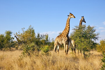 Giraffe © Andreas Edelmann