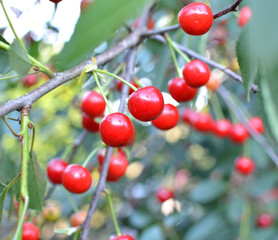 Cherry fruits ripen on a tree branch