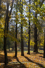 Fototapeta premium leaves of maple trees lying on the ground illuminated by the sun from behind, beautiful maple foliage during leaf fall in the park in sunny weather with clear sunlight