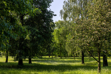 different tree species with fresh green foliage growing in the mixed park in the summer season, beautiful deciduous trees with green foliage in sunny summer weather