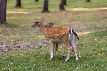 a female spotted deer in the park with a fawn, a spotted deer and a small fawn on the green grass in a park with trees