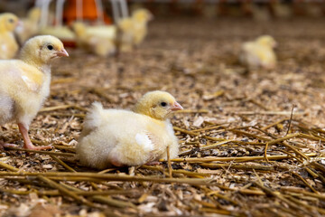 small chickens in a poultry farm on a litter of sawdust, small chickens of a meat breed in yellow fluff , chicken farming to provide meat products