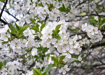 Spring cherry blossom