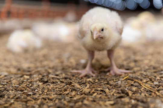 one chicken in a large poultry farm, a large number of young yellow-downed chickens in a poultry farm, a breed of chicken broiler for poultry meat production