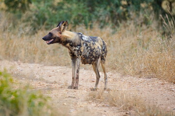 Hyänenhund