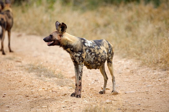 Hy&auml;nenhund