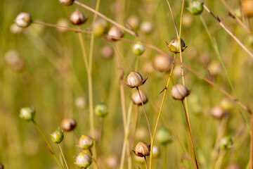 a field with a flax for the manufacture of food and fabrics , spherical boxes with flax seeds in a field before harvesting seeds and preparing flax sprouts for fiber production