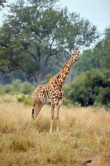 Giraffe