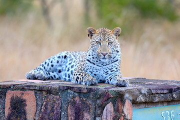 Leopard