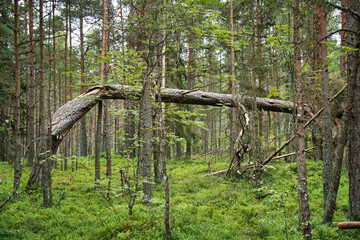 Fallen Tree Creating an Archway in a Green Pine Forest