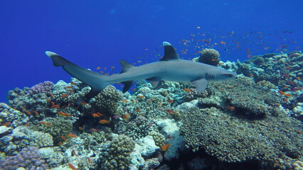 school of fish