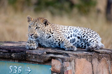 Naklejka premium Leopard