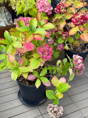 Beautiful blooming pink dried Hydrangea flowers with yellow pink leaves in decorative grey flower...