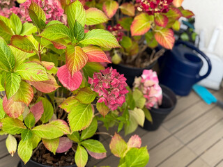 Beautiful blooming pink dried Hydrangea flowers with yellow pink leaves in decorative grey flower...