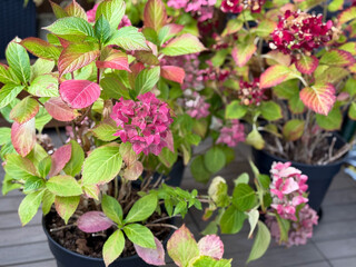 Beautiful blooming pink dried Hydrangea flowers with yellow pink leaves in decorative grey flower...