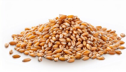 Fototapeta premium Wheat Grain Isolated On Transparent Background Png