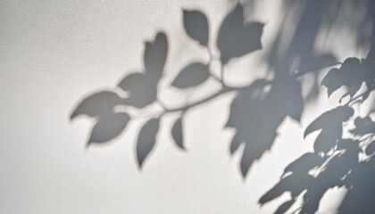 Abstract Shadow Branch Of Tree With Leaves On White Wall Background