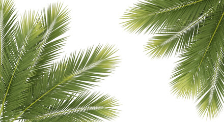 Green Palm Fronds Against a Black Background