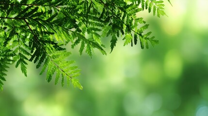 Fototapeta premium Fern leaves display their rich green hues swaying gently in the breeze while a soft focus backdrop enhances the tranquil atmosphere of the forest during the day.