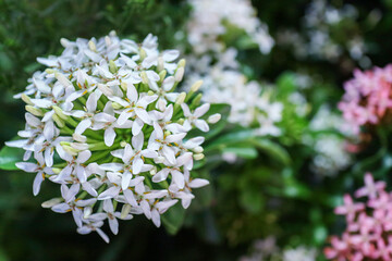 Close-up of a dense cluster of White Ixora (Ixora coccinea) flowers. The star-shaped blooms contrast with dark green foliage and a soft, pink-tinged background, ideal for tropical themes.