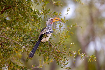 S&uuml;dlicher Gelbschnabeltoko
