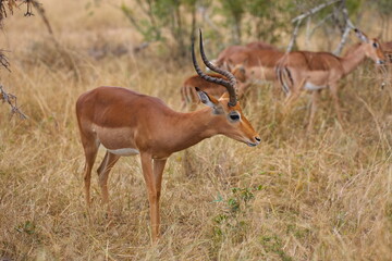 Impala