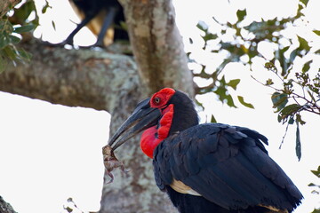 Naklejka premium Südliche Hornraben