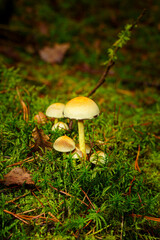 Mushrooms Growing in Mossy Forest Floor Amid Green Ground Cover and Dewy Stems
