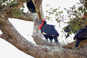 Obraz premium Südliche Hornraben