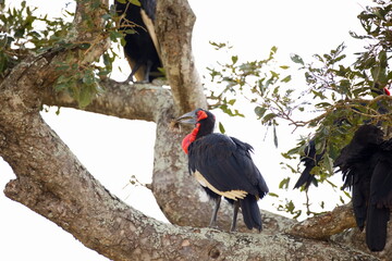 Naklejka premium Südliche Hornraben