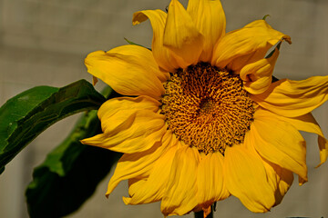 Helianthus, kwitnący, żółty slonecznik w ogrodzie, duży kwiat słonecznika, Helianthus, blooming sunflowers	