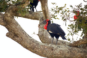 Obraz premium Südliche Hornraben