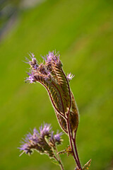kwiatostan facelii, zbliżenie na zwinięty kłos kwiatu facelii na zielonym tle, Phacelia tanacetifolia, blue phacelia, closeup of coiled lacy phacelia flower spike	
