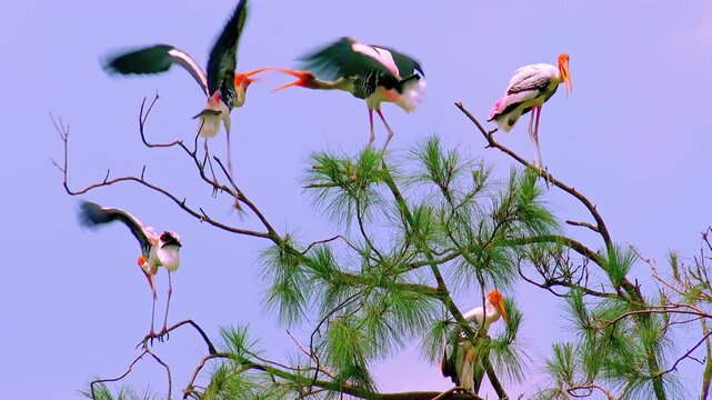 Two painted storks (Mycteria leucocephala) fighting for free branch on tropical tree against blue sky on background. Watching the birds behavior of the natural habitat. Bottom view. Still camera.