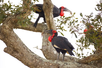 Obraz premium Südliche Hornraben