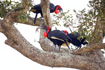 Obraz premium Südliche Hornraben