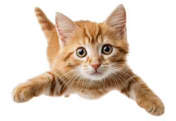 Obraz premium Cute orange kitten with big eyes isolated on a transparent background