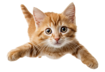 Cute orange kitten with big eyes isolated on a transparent background