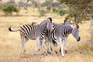 Steppenzebras