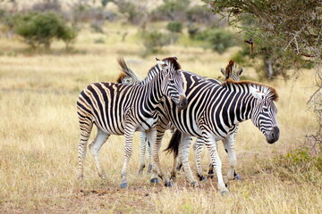 Steppenzebras