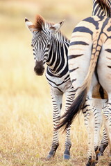 Steppenzebras