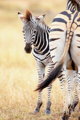 Steppenzebras