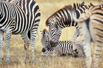 Naklejka premium Steppenzebras