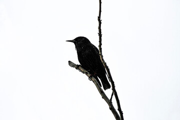 Australian Common Starling (Sturnus vulgaris) perched on a branch