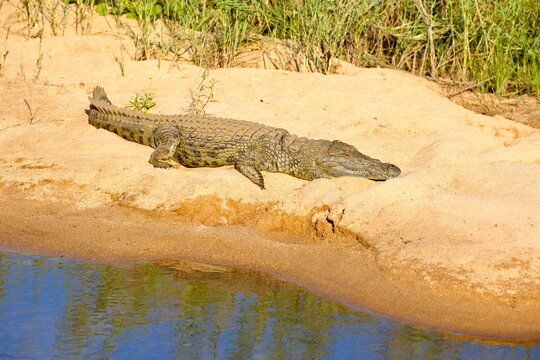 Krokodil