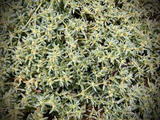 An intricate tapestry of vibrant greenery, with a close-up view capturing the delicate details of the leaves, highlighting the rich textures and patterns found in the plant life.