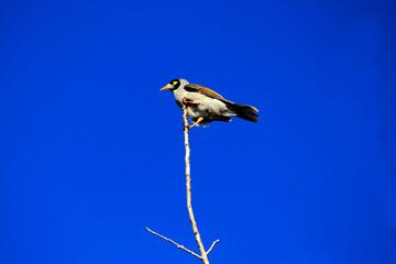 Australian Noisy Miner (Manorina melanocephala) perched on bare branch