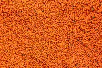 Freshly picked bright colorful carrots stacked in a local wholesale market, glowing with natural color and spice. Perfect for themes of organic farming, agriculture, harvest, and healthy food