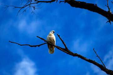 Little Corella (Cacatua sanguinea)